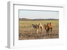 Two camels in Gobi desert, Ulziit, Middle Gobi province, Mongolia, Central Asia, Asia-Francesco Vaninetti-Framed Photographic Print