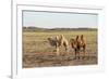 Two camels in Gobi desert, Ulziit, Middle Gobi province, Mongolia, Central Asia, Asia-Francesco Vaninetti-Framed Photographic Print