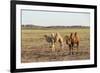 Two camels in Gobi desert, Ulziit, Middle Gobi province, Mongolia, Central Asia, Asia-Francesco Vaninetti-Framed Photographic Print