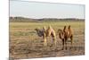 Two camels in Gobi desert, Ulziit, Middle Gobi province, Mongolia, Central Asia, Asia-Francesco Vaninetti-Mounted Photographic Print