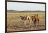 Two camels in Gobi desert, Ulziit, Middle Gobi province, Mongolia, Central Asia, Asia-Francesco Vaninetti-Framed Photographic Print