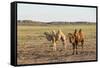 Two camels in Gobi desert, Ulziit, Middle Gobi province, Mongolia, Central Asia, Asia-Francesco Vaninetti-Framed Stretched Canvas