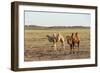 Two camels in Gobi desert, Ulziit, Middle Gobi province, Mongolia, Central Asia, Asia-Francesco Vaninetti-Framed Photographic Print
