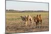 Two camels in Gobi desert, Ulziit, Middle Gobi province, Mongolia, Central Asia, Asia-Francesco Vaninetti-Mounted Photographic Print