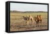 Two camels in Gobi desert, Ulziit, Middle Gobi province, Mongolia, Central Asia, Asia-Francesco Vaninetti-Framed Stretched Canvas