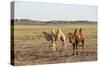 Two camels in Gobi desert, Ulziit, Middle Gobi province, Mongolia, Central Asia, Asia-Francesco Vaninetti-Stretched Canvas