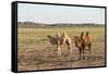 Two camels in Gobi desert, Ulziit, Middle Gobi province, Mongolia, Central Asia, Asia-Francesco Vaninetti-Framed Stretched Canvas