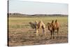 Two camels in Gobi desert, Ulziit, Middle Gobi province, Mongolia, Central Asia, Asia-Francesco Vaninetti-Stretched Canvas