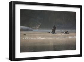Two Canada Geese Fly across a Pond in Richmond Park in Mist at Sunrise-Alex Saberi-Framed Photographic Print