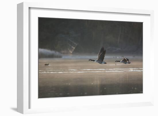 Two Canada Geese Fly across a Pond in Richmond Park in Mist at Sunrise-Alex Saberi-Framed Photographic Print