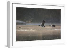 Two Canada Geese Fly across a Pond in Richmond Park in Mist at Sunrise-Alex Saberi-Framed Photographic Print