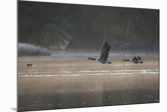 Two Canada Geese Fly across a Pond in Richmond Park in Mist at Sunrise-Alex Saberi-Mounted Photographic Print
