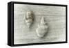 Two Cancellaria Shells-Cora Niele-Framed Stretched Canvas