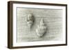 Two Cancellaria Shells-Cora Niele-Framed Photographic Print