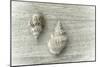 Two Cancellaria Shells-Cora Niele-Mounted Photographic Print