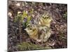 Two Capercaillie (Tetrao Urogallus) Chicks, Vaala, Finland, June-Markus Varesvuo-Mounted Photographic Print