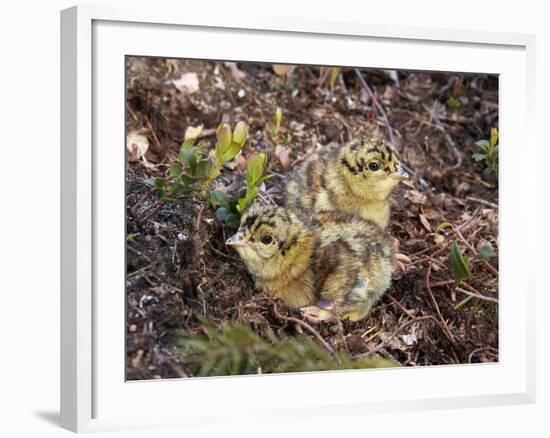 Two Capercaillie (Tetrao Urogallus) Chicks, Vaala, Finland, June-Markus Varesvuo-Framed Photographic Print