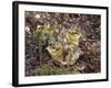 Two Capercaillie (Tetrao Urogallus) Chicks, Vaala, Finland, June-Markus Varesvuo-Framed Photographic Print