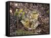 Two Capercaillie (Tetrao Urogallus) Chicks, Vaala, Finland, June-Markus Varesvuo-Framed Stretched Canvas