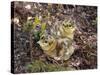 Two Capercaillie (Tetrao Urogallus) Chicks, Vaala, Finland, June-Markus Varesvuo-Stretched Canvas