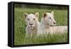 Two Captive White Lions Laying In The Grass. South Africa-Karine Aigner-Framed Stretched Canvas