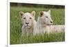 Two Captive White Lions Laying In The Grass. South Africa-Karine Aigner-Framed Photographic Print