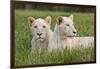 Two Captive White Lions Laying In The Grass. South Africa-Karine Aigner-Framed Photographic Print