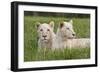 Two Captive White Lions Laying In The Grass. South Africa-Karine Aigner-Framed Photographic Print