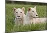 Two Captive White Lions Laying In The Grass. South Africa-Karine Aigner-Mounted Photographic Print