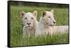 Two Captive White Lions Laying In The Grass. South Africa-Karine Aigner-Framed Stretched Canvas