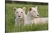 Two Captive White Lions Laying In The Grass. South Africa-Karine Aigner-Stretched Canvas