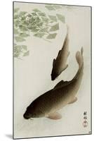 Two Carp and Blooming Water Plants-Koson Ohara-Mounted Giclee Print