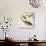 Two Carp and Water Lily Pad-Koson Ohara-Giclee Print displayed on a wall