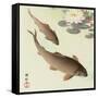 Two Carp and Water Lily Pad-Koson Ohara-Framed Stretched Canvas