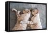 Two Cat Kitten Brethren Sleeping Hug Embrace-Mumemories-Framed Stretched Canvas