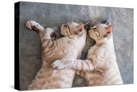 Two Cat Kitten Brethren Sleeping Hug Embrace-Mumemories-Stretched Canvas