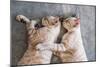 Two Cat Kitten Brethren Sleeping Hug Embrace-Mumemories-Mounted Photographic Print