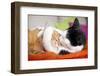 Two Cats Hugging - Lantern Press Photography-Lantern Press-Framed Photographic Print