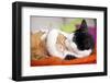 Two Cats Hugging - Lantern Press Photography-Lantern Press-Framed Photographic Print