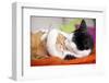 Two Cats Hugging - Lantern Press Photography-Lantern Press-Framed Photographic Print