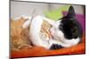 Two Cats Hugging - Lantern Press Photography-Lantern Press-Mounted Photographic Print