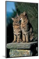 Two Cats On A Wall-null-Mounted Art Print