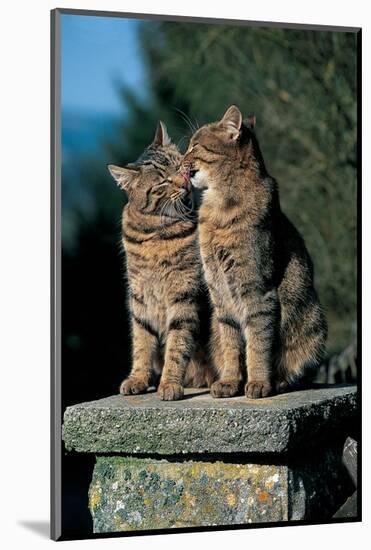 Two Cats On A Wall-null-Mounted Art Print