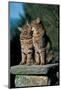 Two Cats On A Wall-null-Mounted Art Print