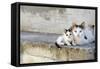 Two Cats on Stone Steps-Alberto Coto-Framed Stretched Canvas