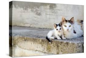 Two Cats on Stone Steps-Alberto Coto-Stretched Canvas