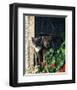 Two Cats Watching From Window-null-Framed Art Print