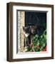 Two Cats Watching From Window-null-Framed Art Print