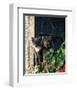 Two Cats Watching From Window-null-Framed Art Print