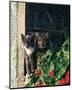 Two Cats Watching From Window-null-Mounted Art Print